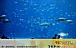 全球十大海洋馆TOP1-美国乔治亚水族馆