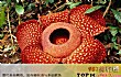 世界上十大最令人惊讶的奇异植物排行榜TOP1-大王花