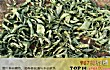 广西十大名茶排行榜TOP1-金花茶