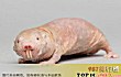 世界十大丑陋动物排行榜TOP1-裸鼹鼠