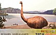 有望“复活”的十大灭绝古兽排行榜TOP1-恐鸟