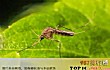 世界十大最致命动物排行榜TOP1-疟蚊