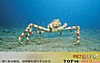 全球十大最怪异螃蟹物种TOP1-日本蜘蛛蟹