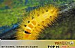 自然界十大怪异昆虫排行榜TOP1-茸毒蛾