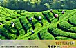 广东茶乡之最LOGO