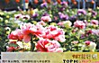 中国十大4月份国内最佳旅游地TOP1-洛阳