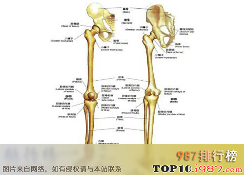 十大世界上公认最难的学科之解剖学