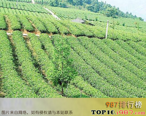 十大世界上公认最难的学科之茶树栽培与茶叶加工专业