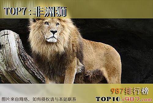 陆地速度最快的十大动物之非洲狮