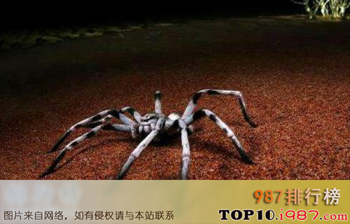 十大常见的室内蜘蛛之巨蟹蛛