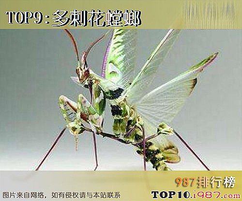 十大最奇怪的昆虫之多刺花螳螂
