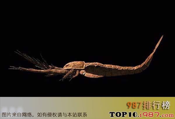 十大已灭绝的巨怪之巨型羽翅鲎，身长2.5米长相似蝎子