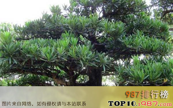 十大盆景名贵树种之罗汉松