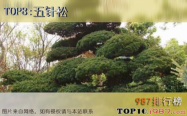 十大盆景名贵树种之五针松