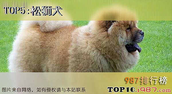 十大适合家养的中型狗之松狮犬