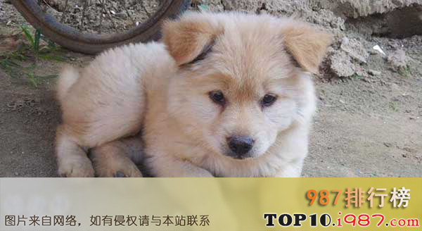 十大便宜好养的狗狗排行榜之中华田园犬