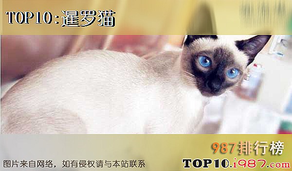 十大世界最可爱猫咪之暹罗猫