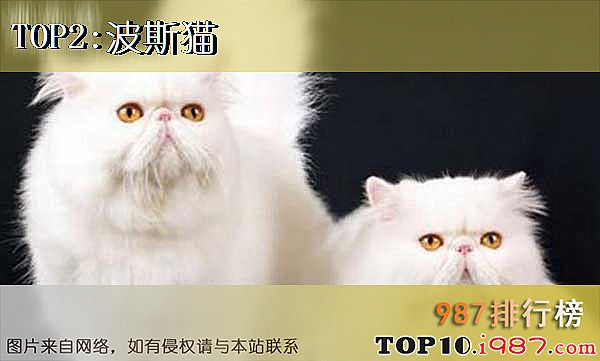 世界十大最可爱猫咪排行榜之波斯猫