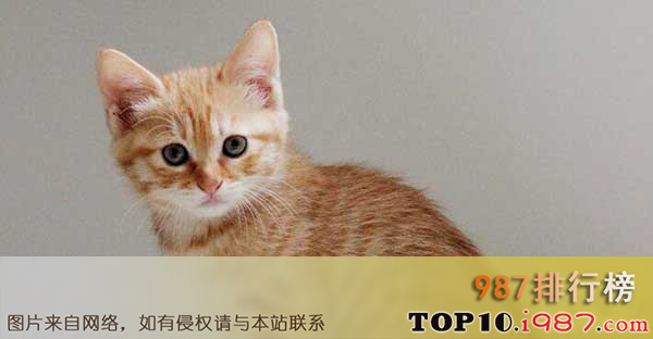 十大世界最可爱猫咪之橘猫