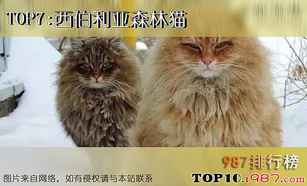 十大世界最可爱猫咪之西伯利亚森林猫