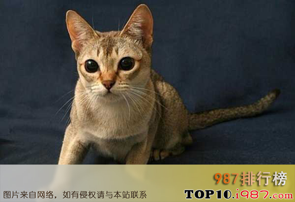 十大世界最可爱猫咪之新加坡猫