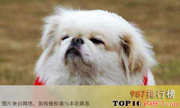 十大世界最笨的狗之北京犬