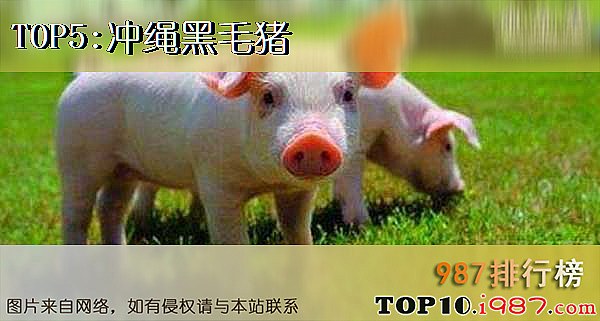 十大世界最贵的猪之冲绳黑毛猪
