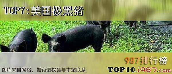 十大世界最贵的猪之美国极黑猪