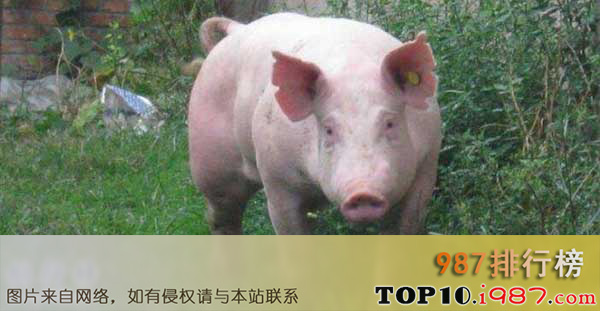 十大世界最贵的猪之意大利大白猪