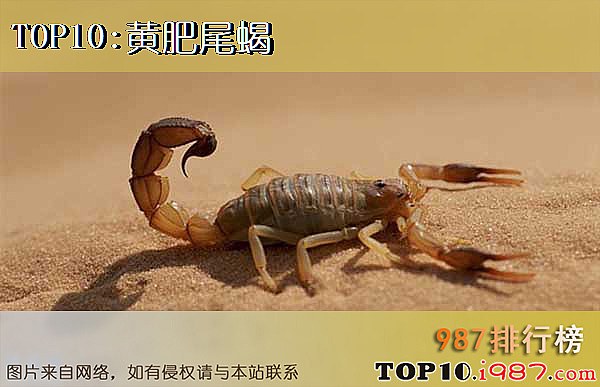 十大昆虫界顶级杀手之黄肥尾蝎