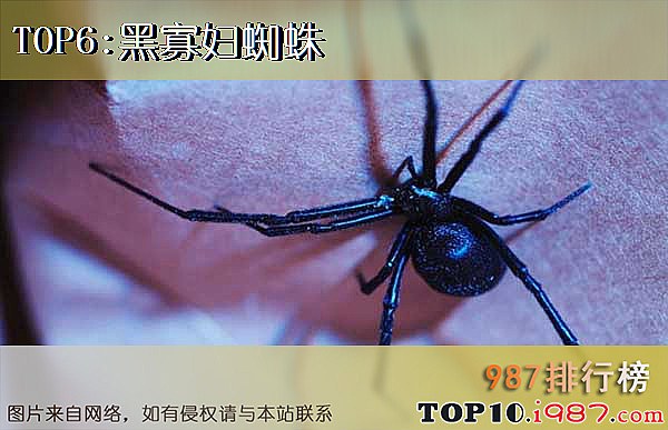 十大昆虫界顶级杀手之黑寡妇蜘蛛