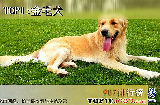 世界十大可爱温顺狗狗排名之金毛犬