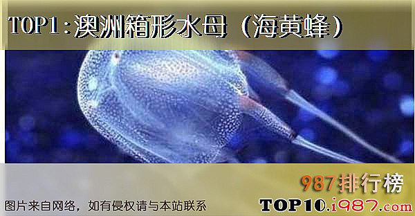 十大世界毒王动物之澳洲箱形水母（海黄蜂）