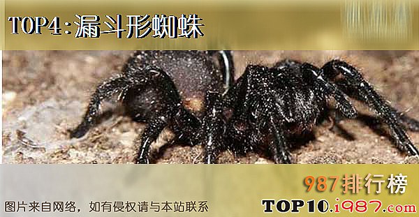 十大世界毒王动物之漏斗形蜘蛛