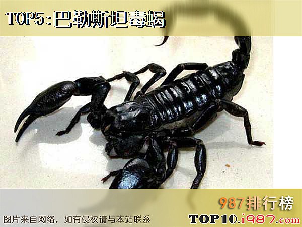 十大世界毒王动物之巴勒斯坦毒蝎