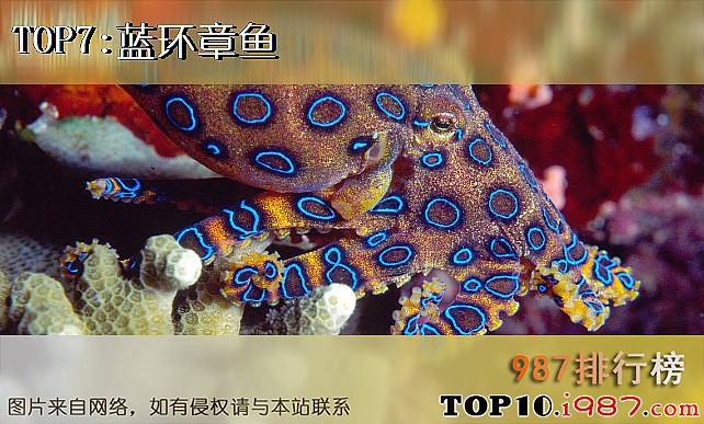十大世界毒王动物之蓝环章鱼