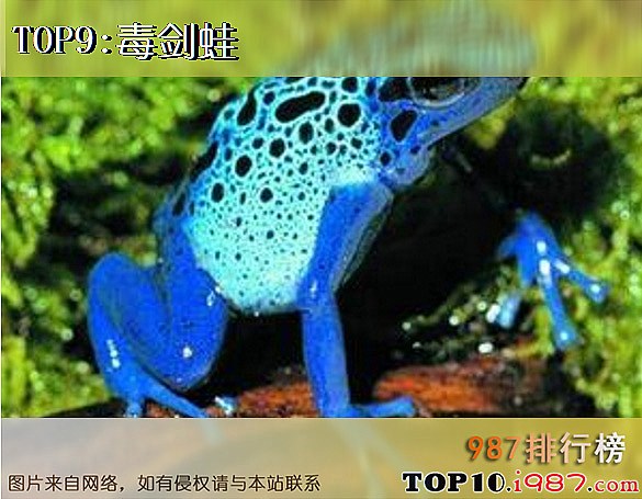 十大世界毒王动物之毒剑蛙