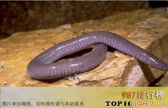 十大世界奇迹动物之巨型帕卢斯蚯蚓