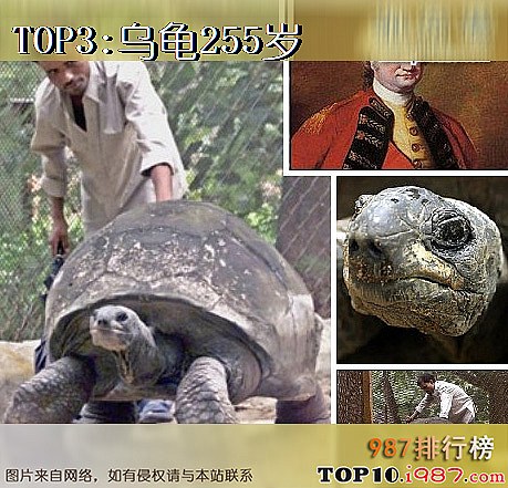十大世界奇迹动物之乌龟255岁