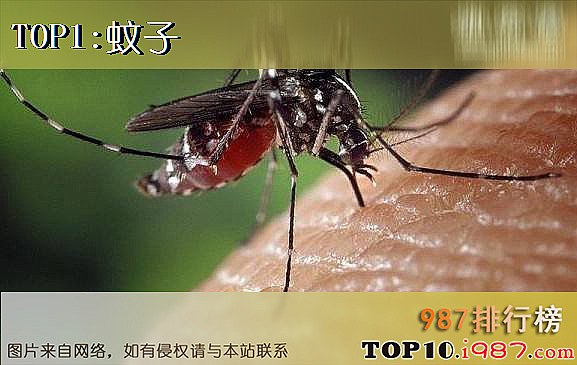 世界上十大最危险动物之蚊子