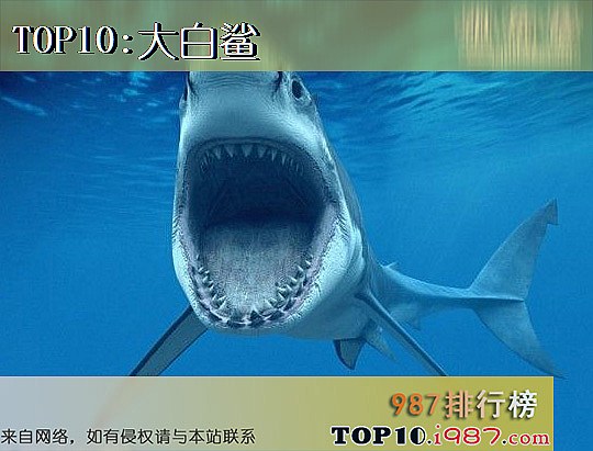 世界上十大最危险动物之大白鲨