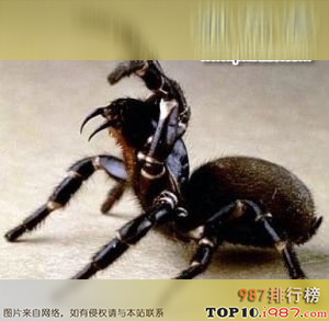 十大世界上最危险动物之漏斗形蜘蛛