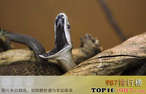 十大世界上最危险动物之黑曼巴蛇