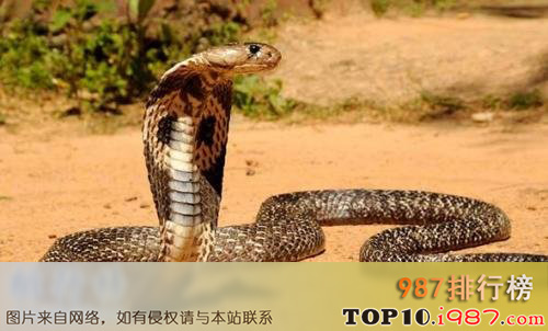 十大世界上最危险动物之亚洲眼镜蛇