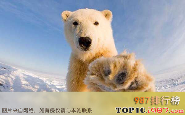 世界上十大最危险动物之北极熊