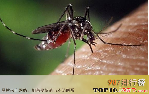 世界十大动物杀手之蚊子
