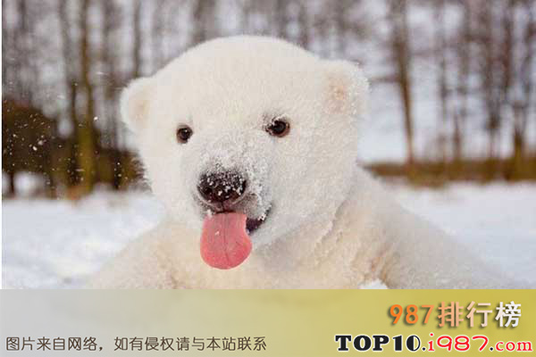世界十大动物杀手之北极熊