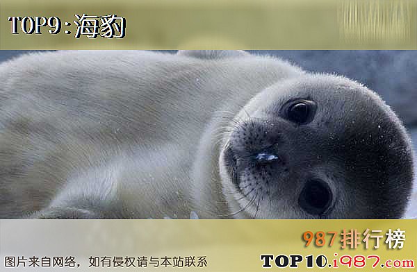 十大世界动物杀手之海豹