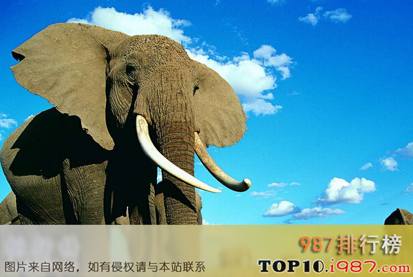 十大世界传世国宝之泰国的大象