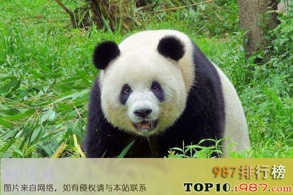十大世界传世国宝之中国的大熊猫